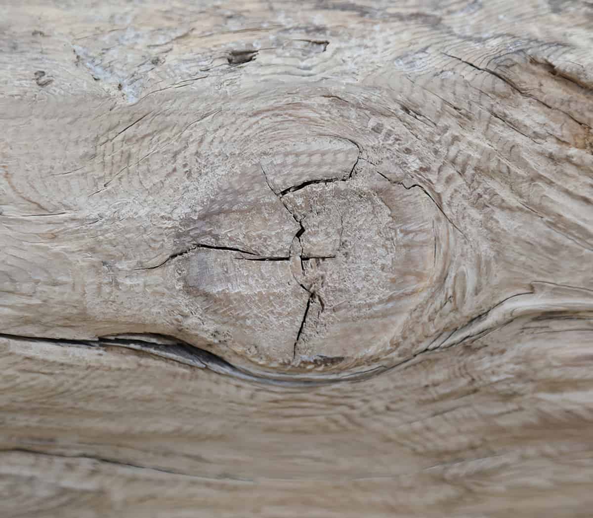 Robuuste-boomstam-bank