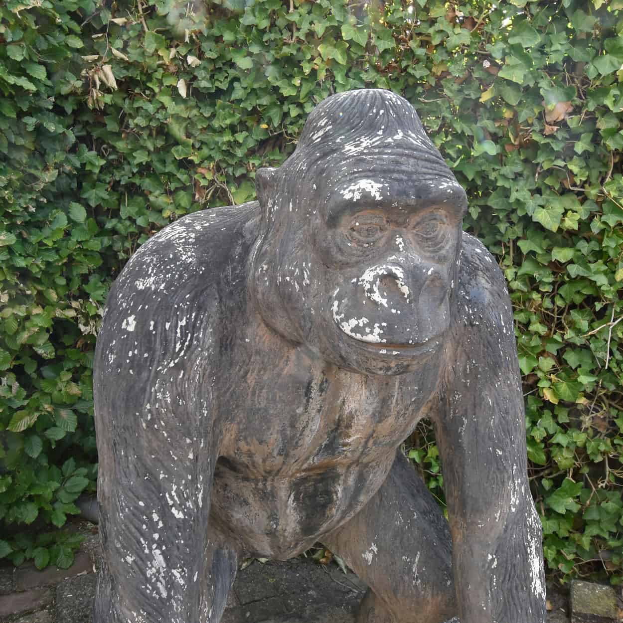 Gorilla