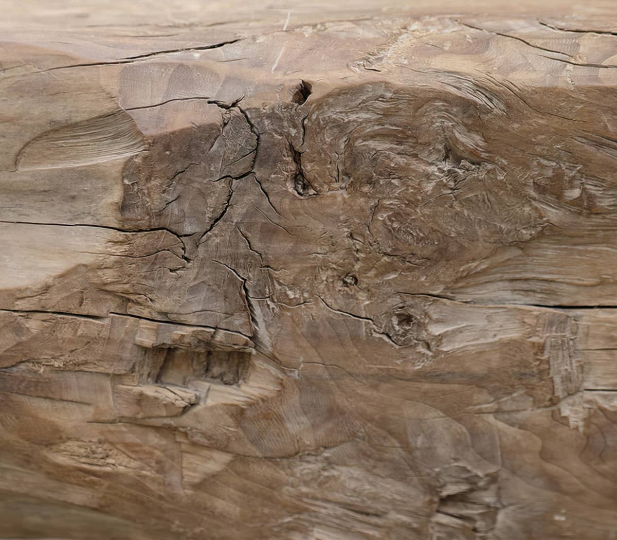 Robuuste-boomstam-bank