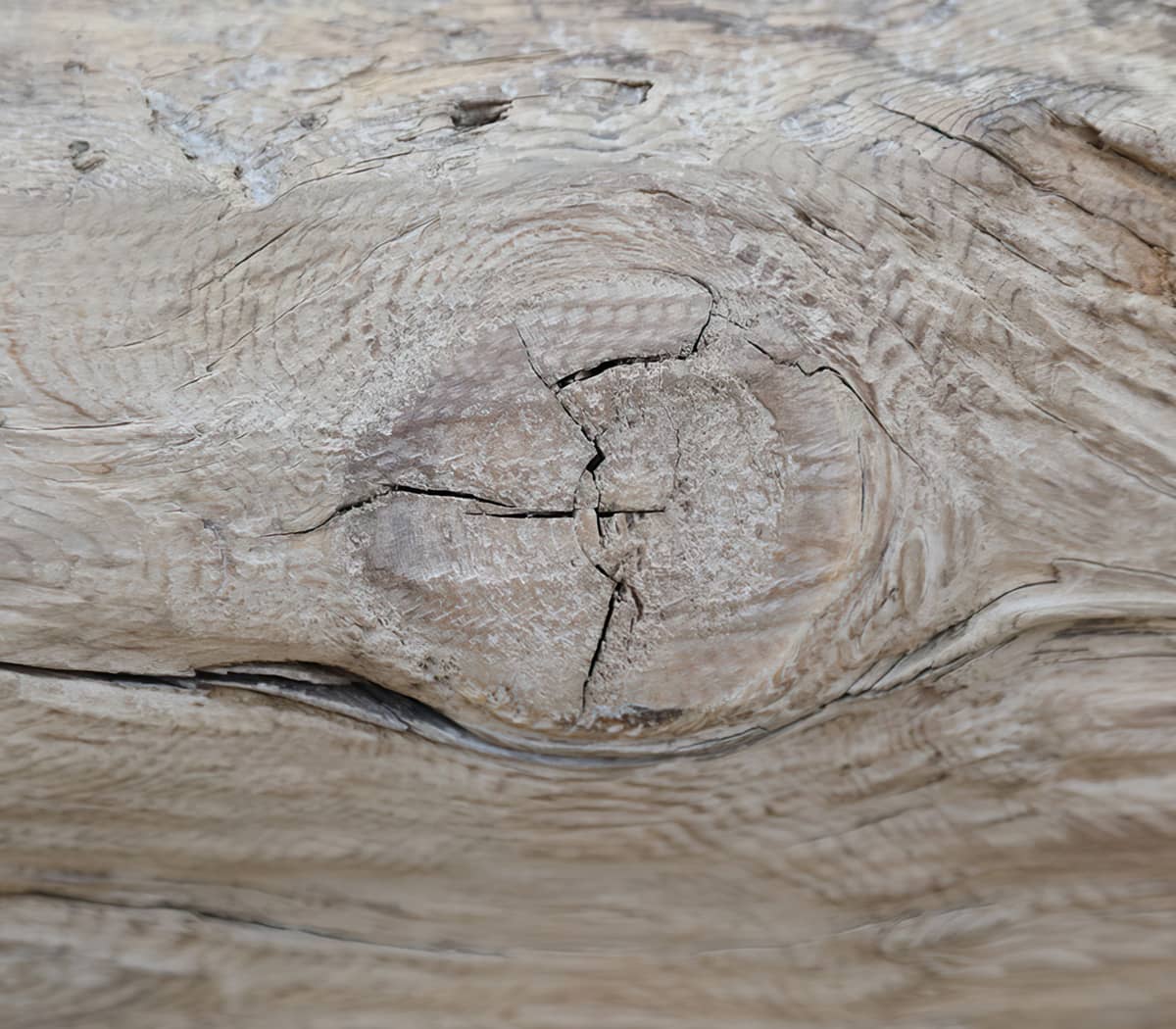 Robuuste-boomstam-bank