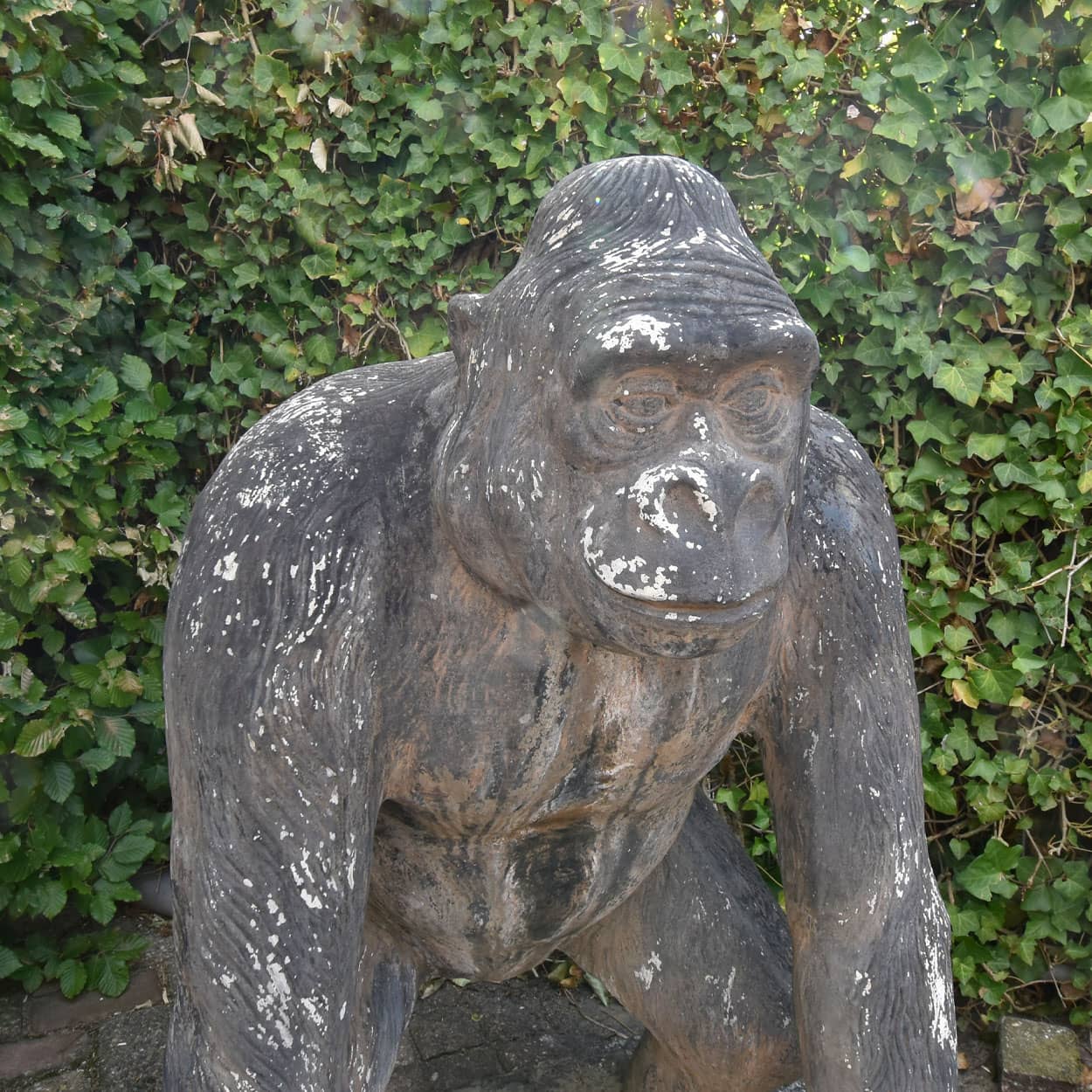 Gorilla